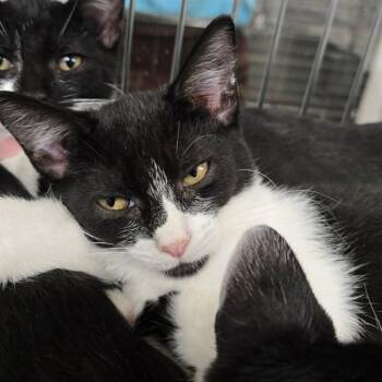 CHOCOBO -  Domestic Short Hair Cat for Adoption in Easton, Maryland - CHOCOBO | PetCurious