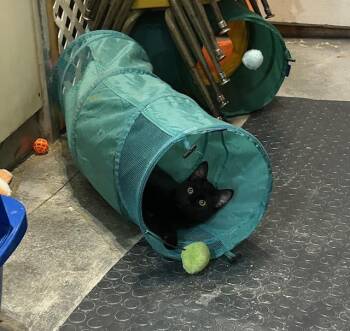 Rescue Domestic Short Hair Cats for Adoption in Devils Lake, North Dakota - Turbo | PetCurious