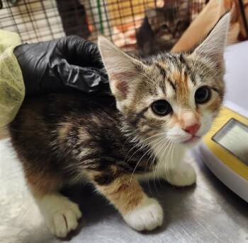 VELMA -  Domestic Short Hair Cat for Adoption in Pueblo, Colorado - VELMA | PetCurious