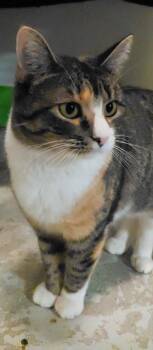 Stormie -  Domestic Short Hair Cat for Adoption in Billings, Montana - Stormie | PetCurious