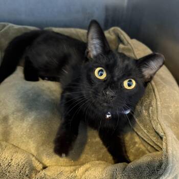 Princess CM -  Domestic Short Hair and Bombay Cat for Adoption - Princess CM | PetCurious