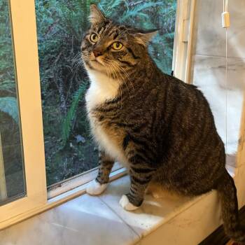 Mr. Fluffy Ball Franklin (Franky) -  Domestic Medium Hair Cat for Adoption in Ridgefield, Washington - Mr. Fluffy Ball Franklin (Franky) | PetCurious