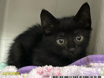 STORMY -  Domestic Short Hair Cat for Adoption in West Palm Beach, Florida - STORMY | PetCurious