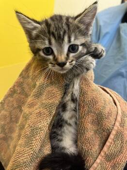 Brittany -  Domestic Short Hair Cat for Adoption in Raleigh, North Carolina - Brittany | PetCurious