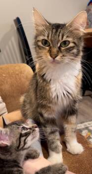 Rosé -  Domestic Medium Hair Cat for Adoption in Saint Charles, Missouri - Rosé | PetCurious