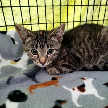 Dottie -  Domestic Short Hair Cat for Adoption in Belfair, Washington - Dottie | PetCurious