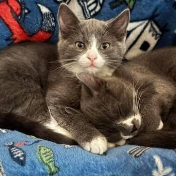 Domestic Short Hair Cats Available for Adoption - THE FERRY CREW LITTER: LARRY & GARY | PetCurious