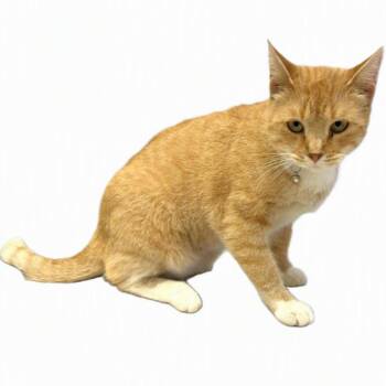 Jasmine -  Domestic Short Hair Cat for Adoption in Warrensburg, Missouri - Jasmine | PetCurious