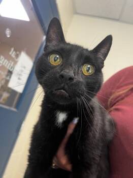 Felix (Keke Lamon) -  Domestic Short Hair Cat for Adoption in Stratham, New Hampshire - Felix (Keke Lamon) | PetCurious