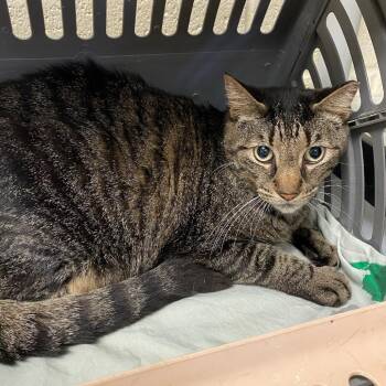Domestic Short Hair Cats Available for Adoption in Memphis, Tennessee - Fasa | PetCurious