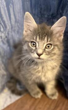 Domestic Short Hair Cats Available for Adoption - Lily & Tulip | PetCurious
