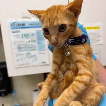 Victory 26-07-127 -  Domestic Short Hair Cat for Adoption in Bastrop, Texas - Victory 26-07-127 | PetCurious