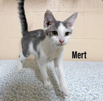 Mert -  Domestic Short Hair Cat for Adoption in Clearfield, Kentucky - Mert | PetCurious