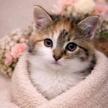 Calico Cats Available for Adoption - Hoggle | PetCurious