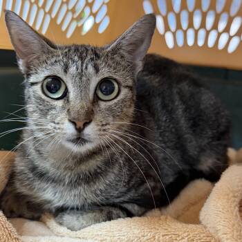 Tipsy Tina -  Tabby Cat for Adoption in Columbia, South Carolina - Tipsy Tina | PetCurious