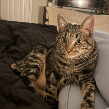 Ollie -  Tabby Cat for Adoption in Charlotte, North Carolina - Ollie | PetCurious