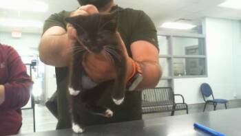A1266178 -  Domestic Short Hair Cat for Adoption in Charlotte, North Carolina - A1266178 | PetCurious