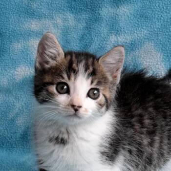 Domestic Short Hair Cats Available for Adoption in Eureka, California - Shinx | PetCurious
