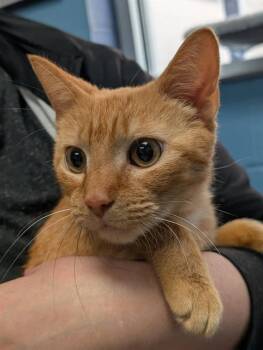 Domestic Short Hair Cats Available for Adoption in Canfield, Ohio - EGGIE | PetCurious