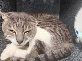 Drax -  Domestic Short Hair Cat for Adoption - Drax | PetCurious