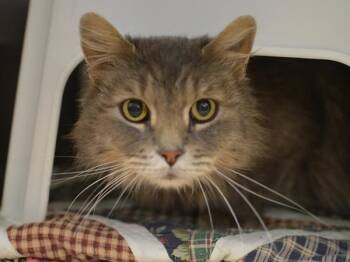 Domestic Medium Hair Cats Available for Adoption - Greyson | PetCurious