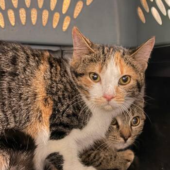 Jesse Faden -  Domestic Short Hair Cat for Adoption in Walker, Michigan - Jesse Faden | PetCurious