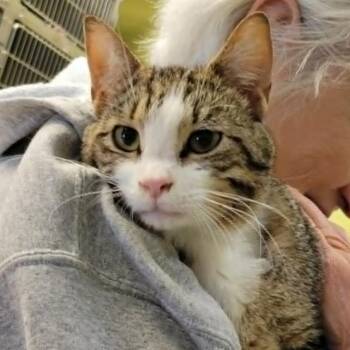 Domestic Short Hair Cats Available for Adoption in Columbia, Missouri - Calvin | PetCurious