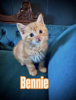 Domestic Short Hair Cats Available for Adoption in Avoca, Pennsylvania - Bennie | PetCurious