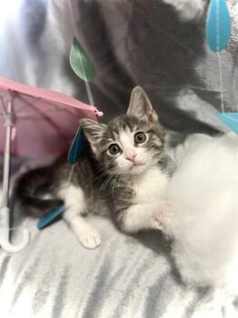 RAINDROP -  Domestic Short Hair Cat for Adoption in Camarillo, California - RAINDROP | PetCurious