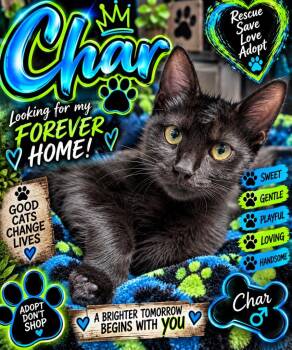 Char -  Domestic Short Hair Cat for Adoption in Shelbyville, Tennessee - Char | PetCurious