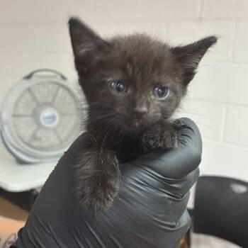 Janice -  Domestic Short Hair Cat for Adoption in Gadsden, Alabama - Janice | PetCurious