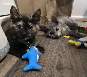 Rescue Domestic Short Hair Cats for Adoption in Portland, Oregon - Oona And Dinah- A Beautiful Pair!  See The Video | PetCurious