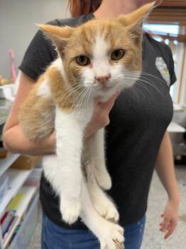 Domestic Short Hair Cats Available for Adoption in Bryan, Ohio - Jay | PetCurious