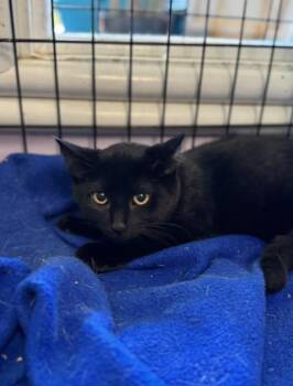 Rescue Domestic Short Hair Cats for Adoption in Chicago, Illinois - Pippen | PetCurious