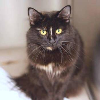 Lavender -  Domestic Medium Hair Cat for Adoption in Atlanta, Georgia - Lavender | PetCurious