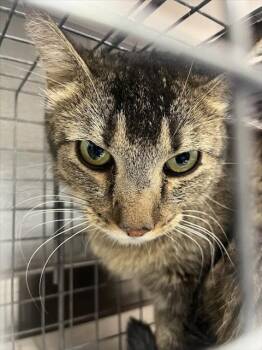 MAMA GIRL -  Domestic Long Hair Cat for Adoption in Las Vegas, Nevada - MAMA GIRL | PetCurious