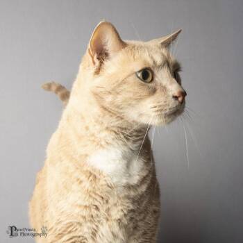 Neptune -  Domestic Short Hair Cat for Adoption in Maryville, Tennessee - Neptune | PetCurious