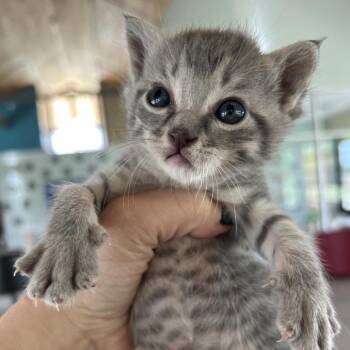 Domestic Short Hair Cats Available for Adoption in Leander, Texas - Jelly | PetCurious