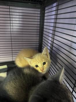 Butters -  Domestic Short Hair Cat for Adoption in Johnson City, Tennessee - Butters | PetCurious
