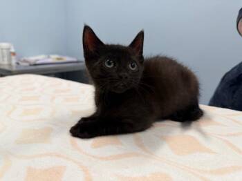 Pippy -  Domestic Short Hair Cat for Adoption in Raleigh, North Carolina - Pippy | PetCurious
