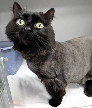 Domestic Medium Hair Cats Available for Adoption in Los Angeles, California - Jinks | PetCurious