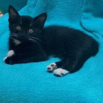 Domestic Short Hair Cats Available for Adoption in Prescott, Arizona - Bootsey | PetCurious
