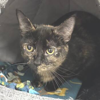 Hazel -  Domestic Short Hair Cat for Adoption in Naperville, Illinois - Hazel | PetCurious