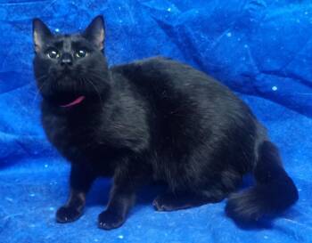 Domestic Short Hair Cats Available for Adoption in Wetumpka, Alabama - 260362  Melanie | PetCurious
