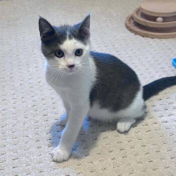 Victor C12241 -  Domestic Short Hair Cat for Adoption - Victor C12241 | PetCurious