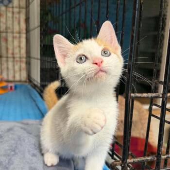 Bernie -  Domestic Short Hair Cat for Adoption in Searcy, Arkansas - Bernie | PetCurious