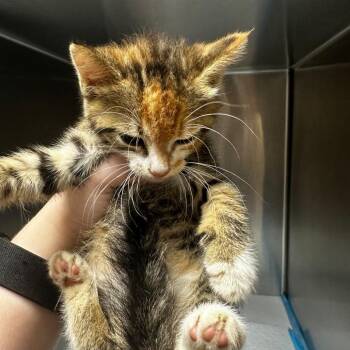 Snuggle Bunny -  Domestic Short Hair Cat for Adoption in Gadsden, Alabama - Snuggle Bunny | PetCurious