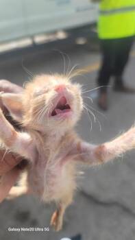 SKINNY -  American Curl Cat for Adoption in Dallas, Texas - SKINNY | PetCurious