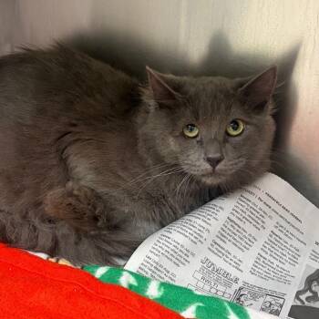 Sweetie -  Domestic Short Hair Cat for Adoption in Milton, Florida - Sweetie | PetCurious