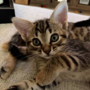 Domestic Short Hair Cats Available for Adoption in League City, Texas - Maisy | PetCurious